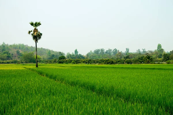 Tajlandia Zielone Pola Środowisko Flora — Zdjęcie stockowe