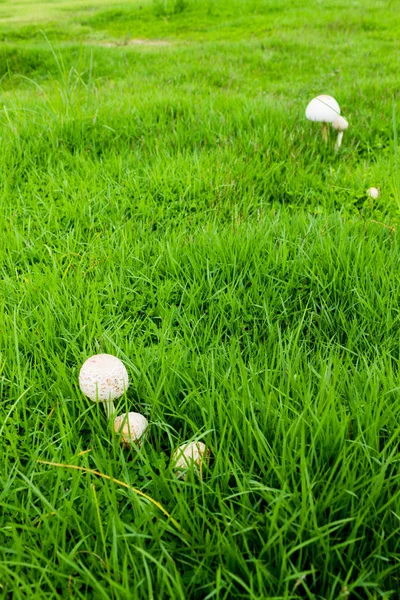 Champignon Grandi Sur Pelouse — Photo