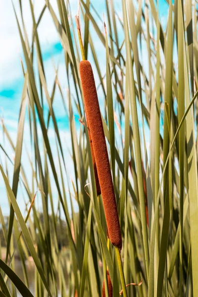 Cattail Costa Lago — Fotografia de Stock