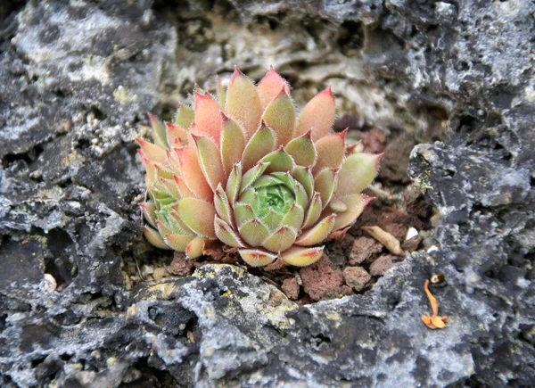 Mooi Botanisch Schot Natuurlijk Behang — Stockfoto