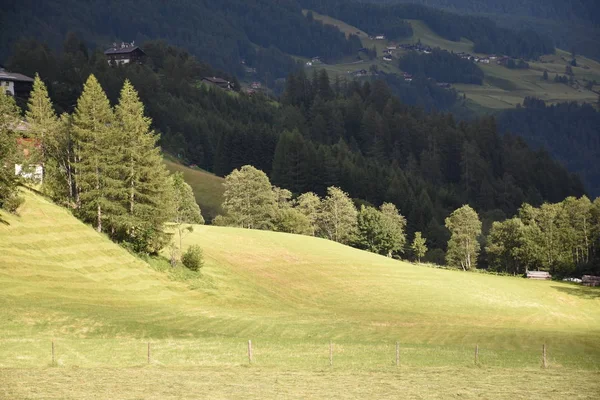 Utsikt Över Vacker Grön Äng — Stockfoto