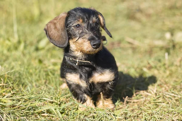 Dachshund Prado — Fotografia de Stock