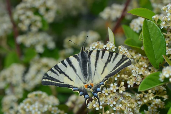 Papillon Rare Sur Les Pissenlits Fleurs — Photo