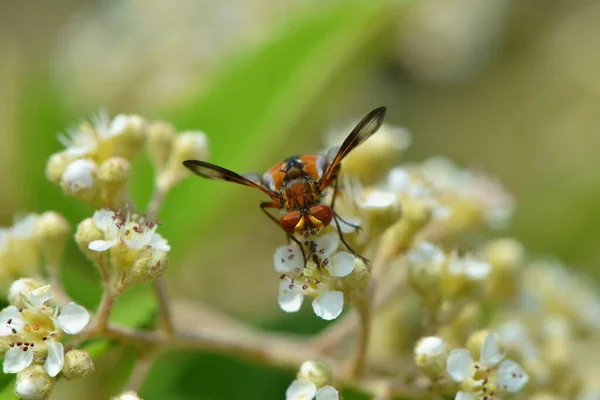 Vuela Oruga Ancha — Foto de Stock