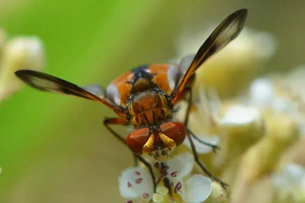 Ширококрылая Гусеничная Муха — стоковое фото