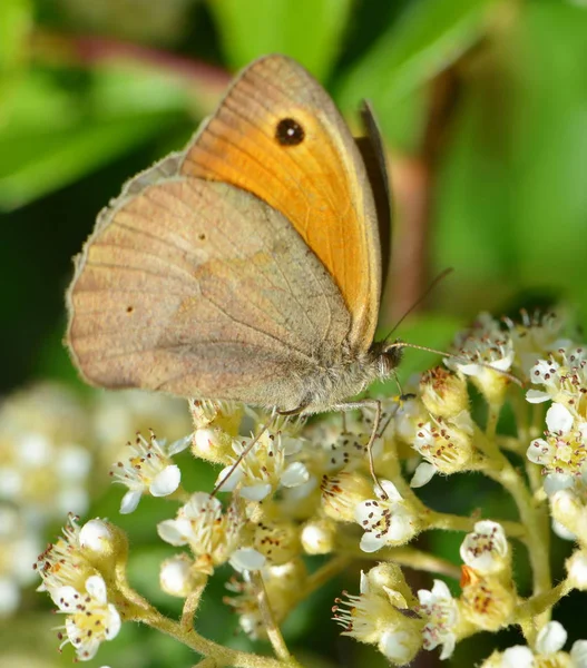 Primo Piano Bug Natura Selvaggia — Foto Stock