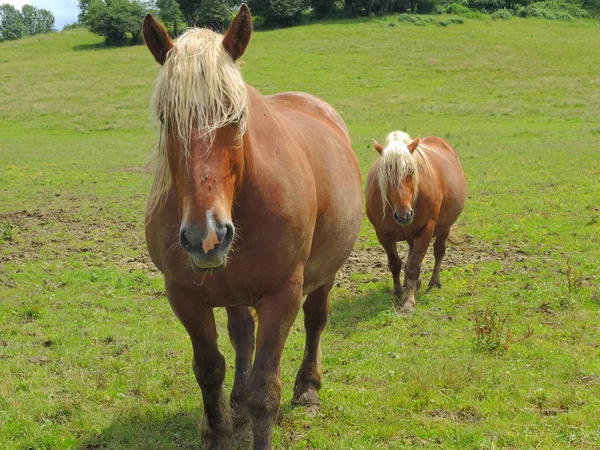 Haflinger Dans Pâturage — Photo