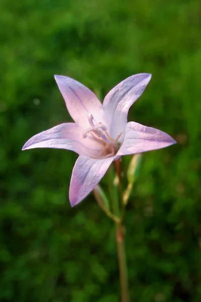 Meadow Bluebell Réten — Stock Fotó