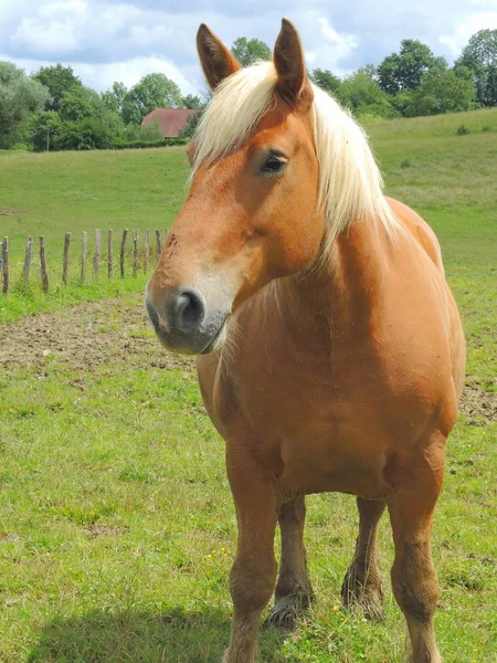 Haflinger Pasture — Stock Photo, Image