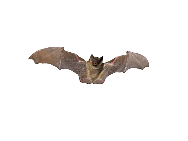 Morcego Libertado Voo — Fotografia de Stock