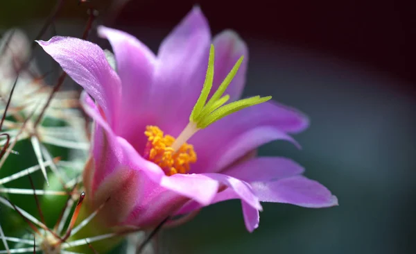 cactus flower, flora cacti growth