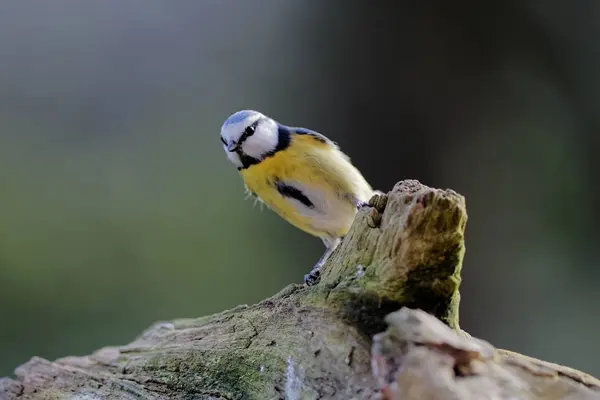 Blue Tit Watches Environment — Fotografia de Stock