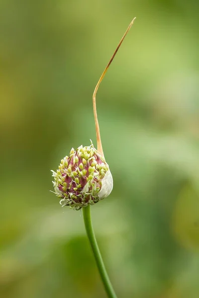 early fruit stand of the garlic / early fruit stand of the garlic