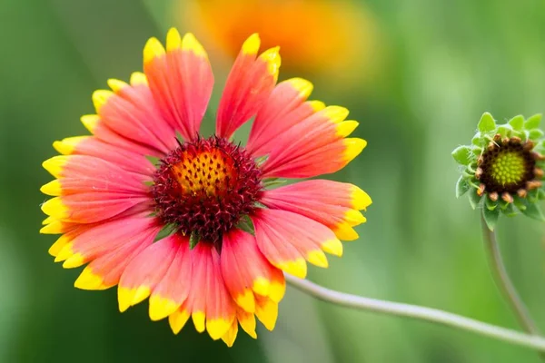 Flowering Flowers Blanket Flowers — Stock Photo, Image