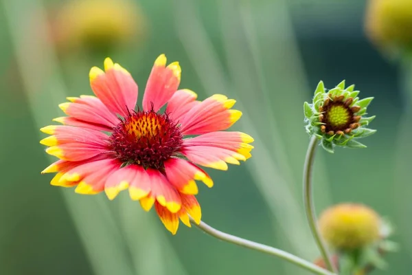 Blomkål Och Blomkål — Stockfoto