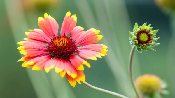 Kokarde Blumen Deckenblumen — Stockfoto