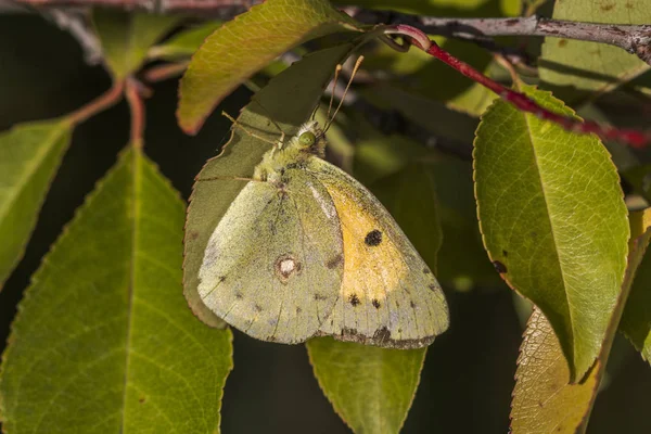 Eine Goldene Acht Sitzt Auf Einem Blatt — Stockfoto