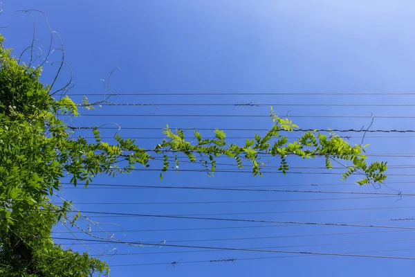 Cables Acero Con Plantas Trepadoras Verdes Contra Cielo Azul —  Fotos de Stock