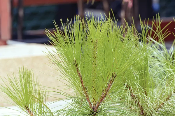 Folha Pinus Verde Parque — Fotografia de Stock