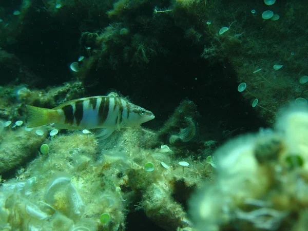 Tiegerfisch Sul Fondale Del Mare Adriatico — Foto Stock