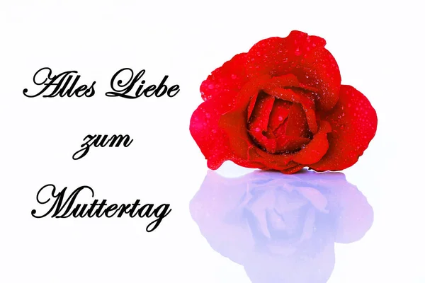 Cartão Boas Vindas Dia Mãe Feliz Com Uma Rosa Vermelha — Fotografia de Stock