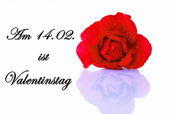 San Valentino Biglietto Auguri San Valentino Con Rosa Rossa — Foto Stock