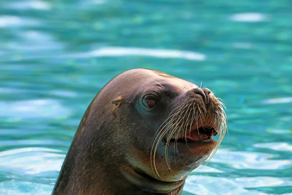 Mane Seal Otaria Flavescens — Fotografia de Stock