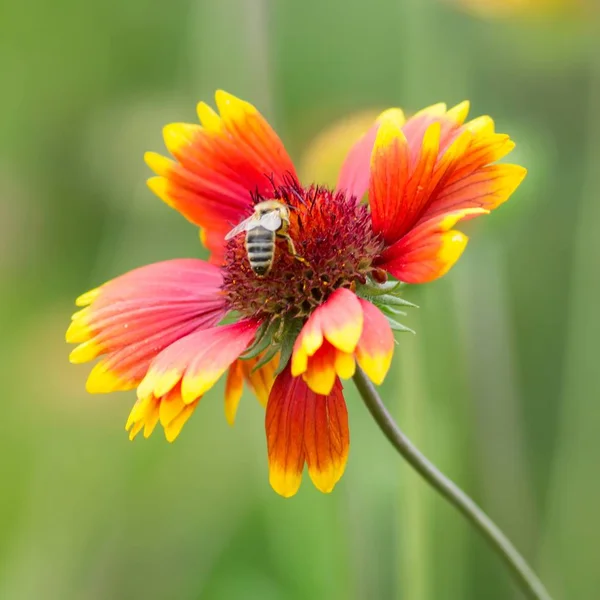 Biene Auf Kokardenblume Biene Auf Einer Deckenblume — Stockfoto