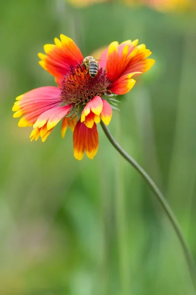 bee on cockade flower / bee on a blanket flower
