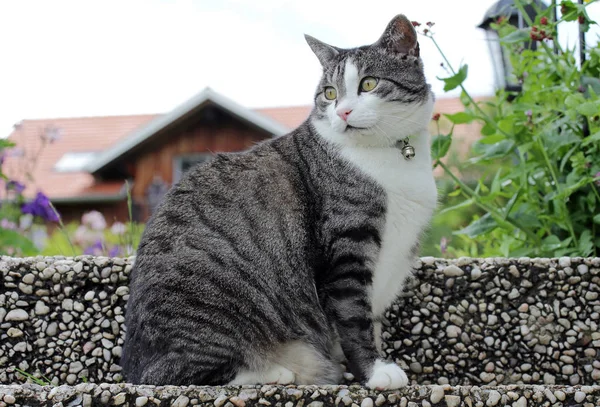 Чоловічий Кіт Коміром Дзвоном — стокове фото