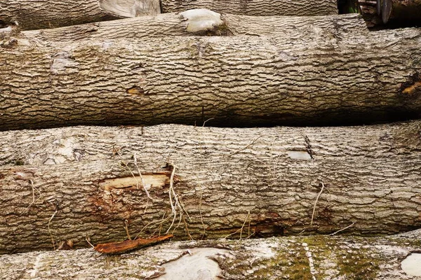 Деревянные Стволы Лесу — стоковое фото