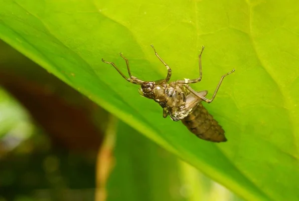 Larwa Imperatora Koenigslibelle Anax Podkładce Lilii — Zdjęcie stockowe