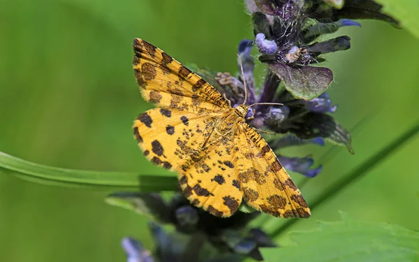 Tensor Pantera Removedor Manchas Pseudopanthera Macularia — Fotografia de Stock