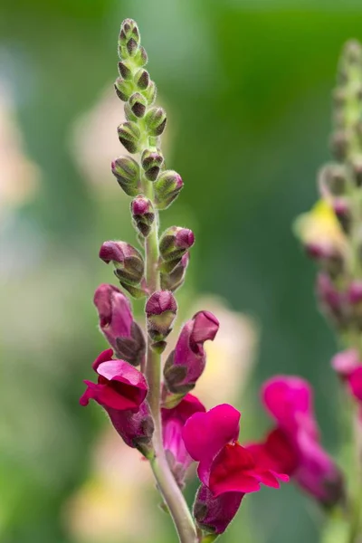 Fuchsia Snapdragons Pink Snapdragon — Stock fotografie