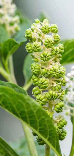 Los Primeros Indios Pokeweed Early Fruit Fruit Stand Often Indian — Foto de Stock