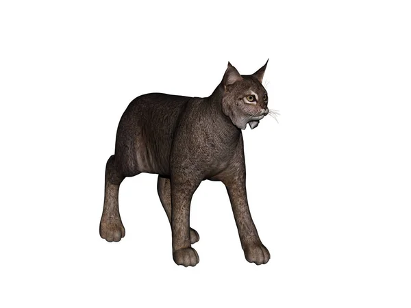 Puma Predatória Gato Lux Lançado — Fotografia de Stock