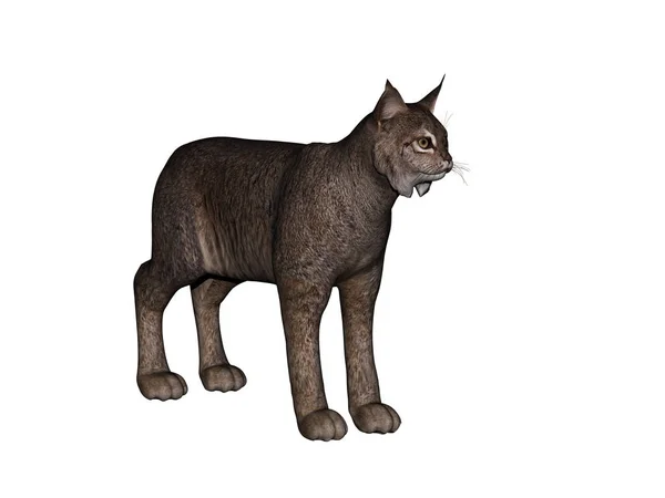 Gato Predatório Puma Lux — Fotografia de Stock