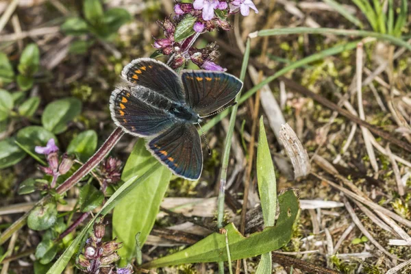 Griffe Bluebell Assis Sur Brin Herbe — Photo