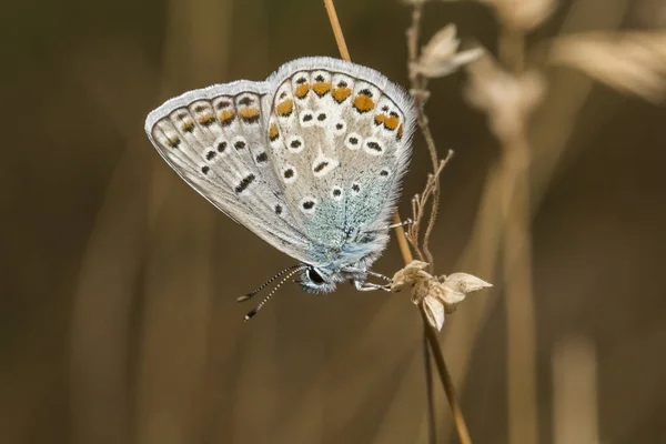 Garra Bluebell Sienta Una Hoja Hierba — Foto de Stock