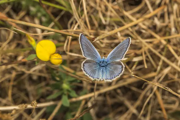 Griffe Bluebell Assis Sur Brin Herbe — Photo