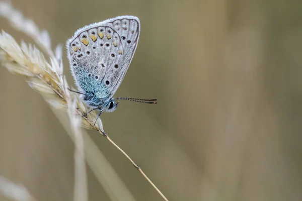 Griffe Bluebell Assis Sur Brin Herbe — Photo