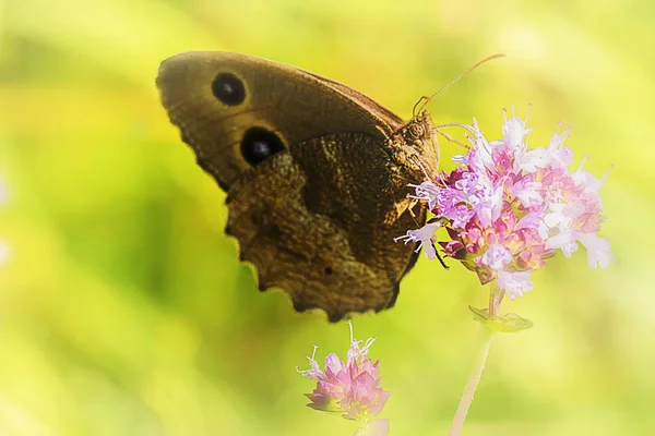 Der Blauäugige Waldportier Bewacht Die Gegend — Stockfoto