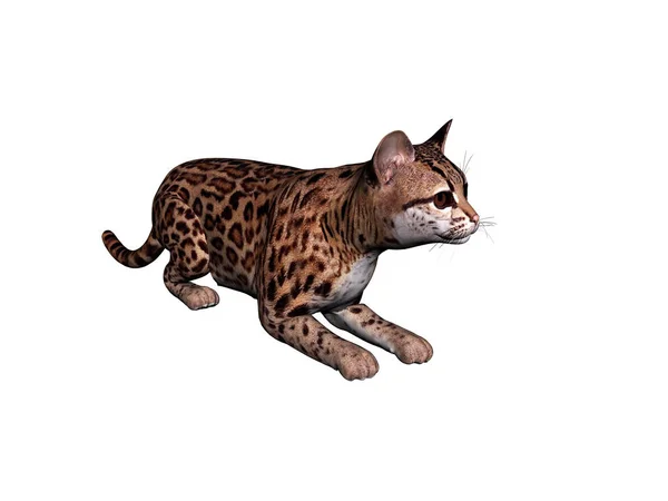 Leopardo Depredador Animal Gato Grande — Foto de Stock