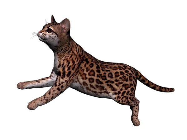 Leopardo Depredador Animal Gato Grande —  Fotos de Stock