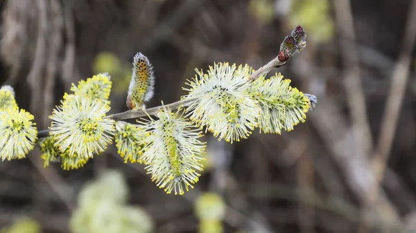 Blomma Palm Pil För Påsk — Stockfoto