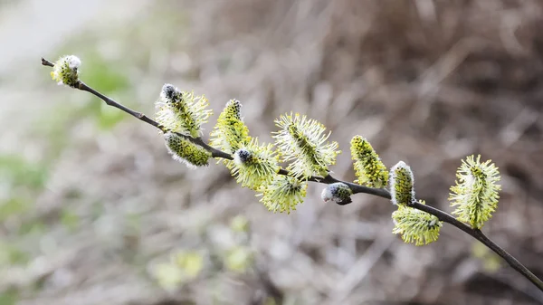 Zweig Der Palmweide — Stockfoto