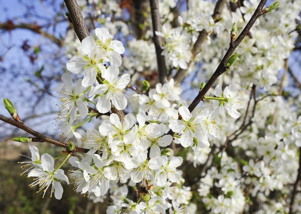 Białe Kwiaty Krzewie Wiosną — Zdjęcie stockowe