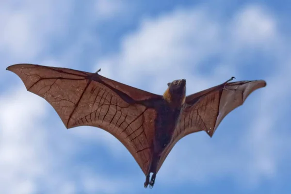 Zorro Volador Animal Pteropus — Foto de Stock