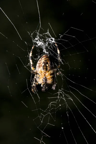 Păianjen Capcană Insecte Animal — Fotografie, imagine de stoc