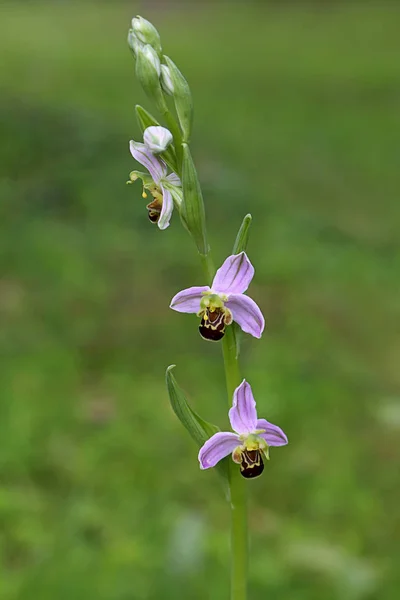 蜂の花序ランの葉 Apifera — ストック写真